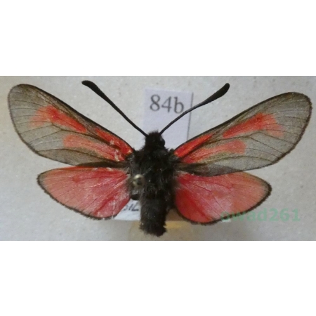 Zygaena minos (Denis & Schiffermüller, 1775) Kraśnik biedrzeniowiec Czech84b